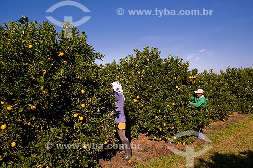  Assunto: Colheita de laranjas da variedade lima  / Local:  Conchal - São Paulo - SP  / Data: 06/2010 