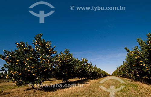  Assunto: Pomar de tangerinas murcote  / Local:  Conchal - São Paulo - SP  / Data: 06/2010 