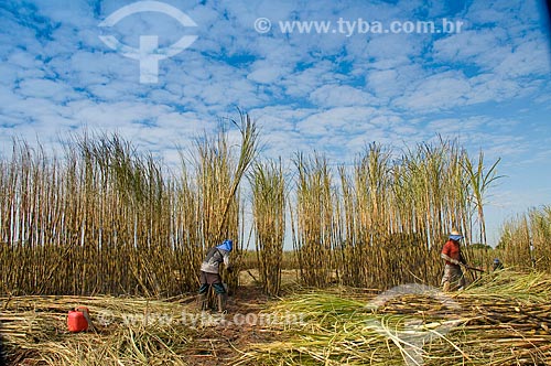  Assunto: Colheita manual de cana-de-açúcar  / Local:  Cordeirópolis - São Paulo - SP  / Data: 06/2010 