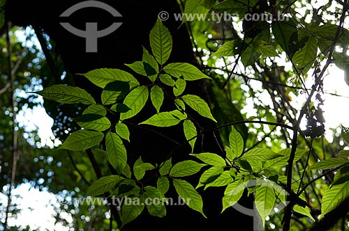  Assunto: Folhas de árvore da várzea amazônica na margem do Lago Mamirauá  / Local:  Reserva de Desenvolvimento Sustentável Mamirauá - Amazonas - AM - Brasil  / Data: 2007 