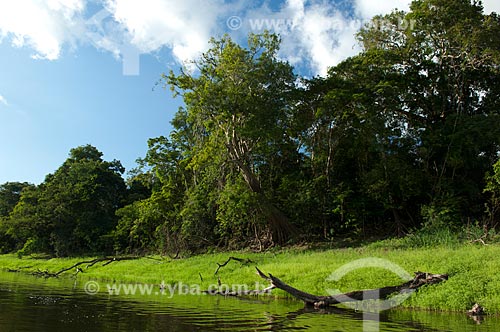 Assunto: Beira de lago de várzea amazônica na Reserva de Desenvolvimento Sustentável Mamirauá - Lago Mamiruá  / Local:  Amazonas - AM - Brasil  / Data: 2007 