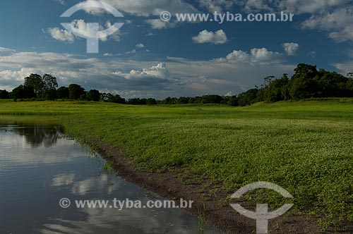  Assunto: Beira de lago de várzea amazônica na Reserva de Desenvolvimento Sustentável Mamirauá  / Local:  Amazonas - AM - Brasil  / Data: 2007 