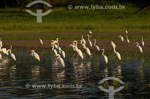  Assunto: Garças-brancas-grandes (Egretta alba) na beira do lago Mamirauá - Reserva de Desenvolvimento Sustentável Mamirauá  / Local:  Amazonas - AM - Brasil  / Data: 2007 