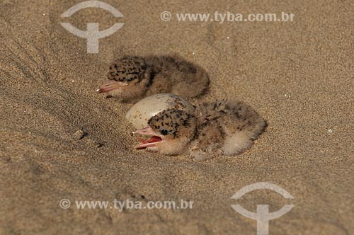  Assunto: Filhote de trinta-réis-grande ou gaivota (Phaetusa simplex)  / Local:  Praia do Tapiira - Rio Japurá - Reserva de Desenvolvimento Sustentável Amanã - Amazonas - AM - Brasil  / Data: 2007 