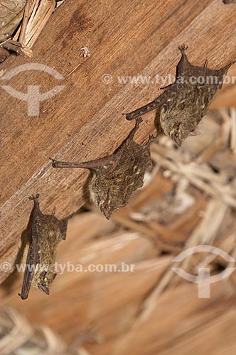  Assunto: Morcegos (Rhynchonycteris naso) descansando no telhado dos lodges da Pousada Uacari, no lago Mamirauá  / Local:  Reserva de Desenvolvimento Sustentável Mamirauá - Amazonas - AM - Brasil  / Data: 2007 