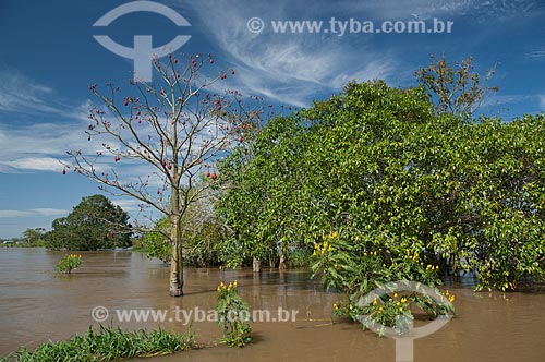  Assunto: Mungubeira (Pseudobombax munguba) na várzea do rio Amazonas  / Local:  Manaus - Amazonas - AM - Brasil  / Data: 2007 