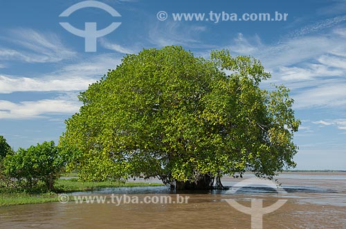  Assunto: Figueira (Ficus sp.) inundada, na várzea do rio Amazonas  / Local:  Manaus - Amazonas - AM - Brasil  / Data: 2007 