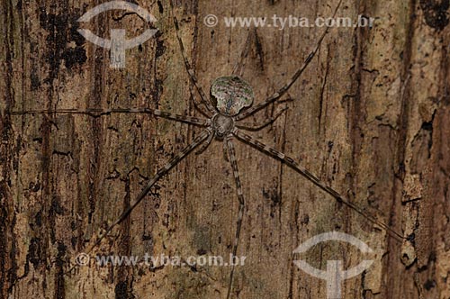  Assunto: Opilião (aracnídeo) num tronco de árvore da Floresta Amazônica de várzea da beira do lago Mamirauá  / Local:  Amazonas - AM - Brasil  / Data: 2007 