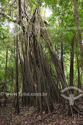  Assunto: Apuizeiro ou figueira (Ficus sp.) na floresta amazônica de várzea, na beira do lago Mamirauá  / Local:  Reserva de Desenvolvimento Sustentável Mamirauá - Amazonas - AM - Brasil  / Data: 2007 