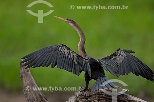  Assunto: Biguatinga, ou carará (Anhinga anhinga) fêmea, secando as asas na beira do lago Mamirauá  / Local:  Reserva de Desenvolvimento Sustentável Mamirauá - Amazonas - AM - Brasil  / Data: 2007 