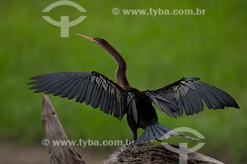  Assunto: Biguatinga, ou carará (Anhinga anhinga) fêmea, secando as asas na beira do lago Mamirauá  / Local:  Reserva de Desenvolvimento Sustentável Mamirauá - Amazonas - AM - Brasil  / Data: 2007 
