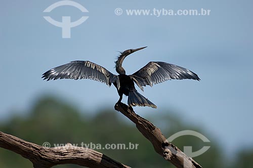  Assunto: Biguatinga, ou carará (Anhinga anhinga) macho, secando as asas na beira do lago Mamirauá  / Local:  Reserva de Desenvolvimento Sustentável Mamirauá - Amazonas - AM - Brasil  / Data: 2007 