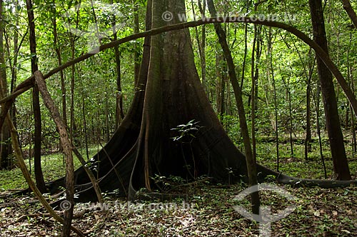  Assunto: Urucurana (Sloanea guianensis) Floresta amazônica de várzea na época da seca, na beira do lago Mamirauá  / Local:  Reserva de Desenvolvimento Sustentável Mamirauá - Amazonas - AM - Brasil  / Data: 2007 