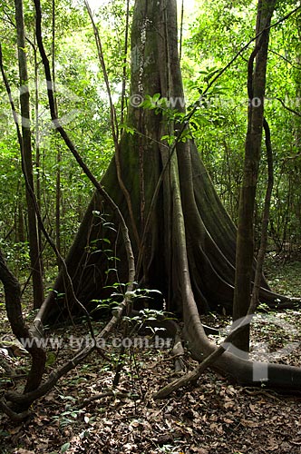 Assunto: Floresta amazônica de várzea na época da seca, na beira do lago Mamirauá  / Local:  Reserva de Desenvolvimento Sustentável Mamirauá - Amazonas - AM - Brasil  / Data: 2007 