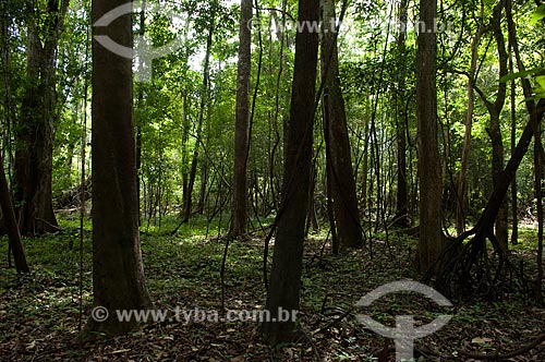  Assunto: Floresta amazônica de várzea na época da seca, na beira do lago Mamirauá  / Local:  Reserva de Desenvolvimento Sustentável Mamirauá - Amazonas - AM - Brasil  / Data: 2007 