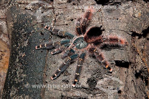  Assunto: Aranha-caranguejeira, ou tarântula num tronco de árvore da Floresta Amazônica de várzea da beira do lago Mamirauá  / Local:  Amazonas - AM - Brasil  / Data: 2007 