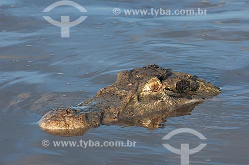  Assunto: Jacaré-açu (Melanosuchus niger) no lago Mamirauá  / Local:  Reserva de Desenvolvimento Sustentável Mamirauá - Amazonas - AM - Brasil  / Data: 2007 