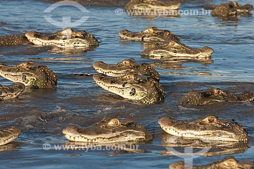  Assunto: Jacaré-açu (Melanosuchus niger) no lago Mamirauá  / Local:  Reserva de Desenvolvimento Sustentável Mamirauá - Amazonas - AM - Brasil  / Data: 2007 