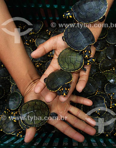  Assunto: Mãos segurando filhotes de tartaruga / Local: Manaus - Amazonas (AM) - Brasil  / Data: 03/2011 