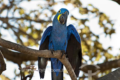  Assunto: Arara-azul apoiada no galho / Local: Pantanal - Mato Grosso do Sul - MS - Brasil / Data: 10/2010 