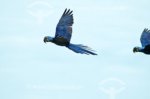  Assunto: Araras-azuis voando / Local: Pantanal - Mato Grosso do Sul - MS - Brasil / Data: 10/2010 