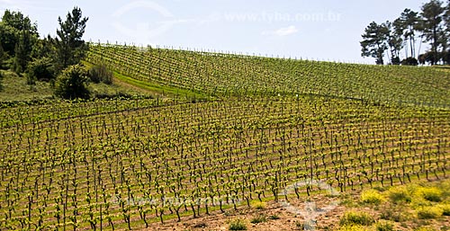  Assunto: Vinhedo para produção de vinhos / Local: Aguada de Cima - Portugal - Europa / Data: 03/2011 
