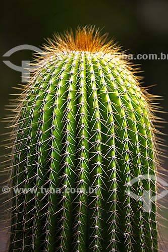  Assunto:  Detalhe de cactus no Jardim Botânico  / Local: Rio de Janeiro  -  Rio de Janeiro (RJ)  -   Brasil  / Data: Fevereiro de 2010 