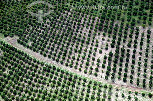  Assunto: Vista aérea de plantação agrícola na Região Serrana Fluminense / Local: Teresópolis - Rio de Janeiro (RJ) - Brasil / Data: 01/2011  