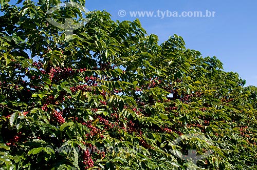  Assunto: Plantação de café - variedade Mundo / Local: Lupércio - São Paulo (SP) - Brasil / Data: 06/2010  