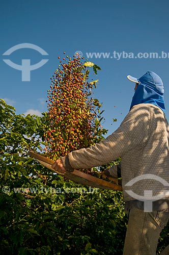  Assunto: Homem trabalhando na lavoura de café - variedade Mundo NovoData:06 / Local: Lupércio - São Paulo (SP) - Brasil / Data: 06/2010 