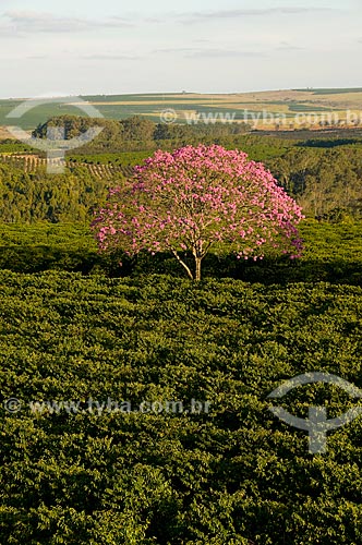  Assunto: Plantação de café com ipês-roxos / Local: Garça - São Paulo (SP) - Brasil / Data: 06/2010 