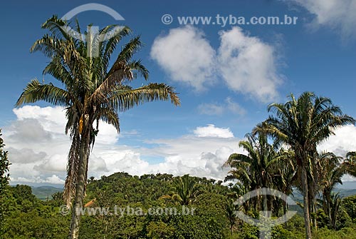  Assunto: Palmeira babaçu no Quilombo dos Palmares - Serra da Barriga / Local: União dos Palmares - Alagoas (AL) - Brasil / Data: 04/2010 