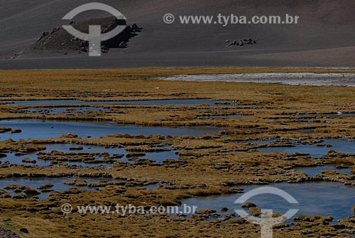  Assunto: Lagoa de Kuepiaco (Laguna Kuepiaco) - Deserto do Atacama / Local: Chile - América do Sul / Data: 01/2011 