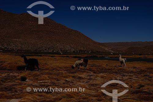  Assunto: Criação de Lhamas em Pueblo Machuca  / Local: Chile - América do Sul / Data: 01/2011 