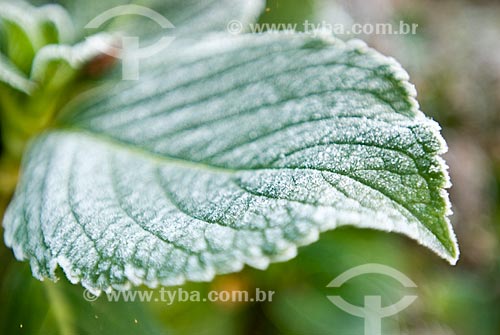  Assunto: Folha de hortênsia - Hydrangea macrophylla / Local: Canela - Rio Grande do Sul (RS) - Brasil / Data: 05/2008 