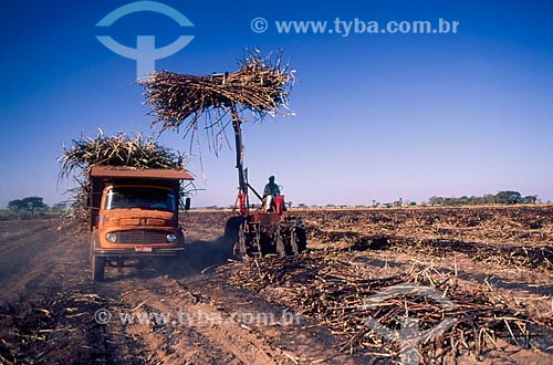  Assunto: Colheita mecanizada de cana-de-açúcar / Local: Ribeirão Preto - São Paulo (SP) - Brasil / Data: 2005 