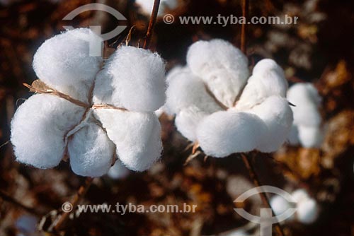  Assunto: Plantação de algodão / Local: Tangará da Serra - Mato Grosso (MT) - Brasil / Data: 05/2011 