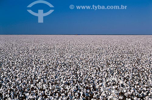  Assunto: Plantação de algodão / Local: Tangará da Serra - Mato Grosso (MT) - Brasil / Data: 05/2011 