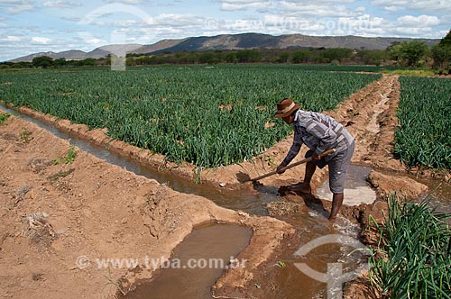  Assunto: Pequeno produtor de cebola no sertão pernambucano / Local: Distrito Umãs - Salgueiro - Pernambuco (PE) - Brasil / Data: 08/2010 