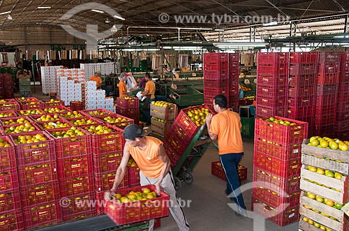  Assunto: Galpão de seleção de citros para mercado / Local: Limeira - São Paulo (SP) - Brasil / Data: 09/2010 