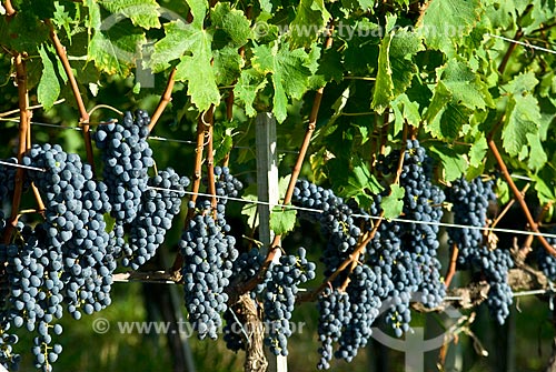  Assunto: Plantação de uvas para produção de vinho - Vinícola Miolo / Local: Bento Gonçalves - Rio Grande do Sul (RS) - Brasil / Data: 02/2009 