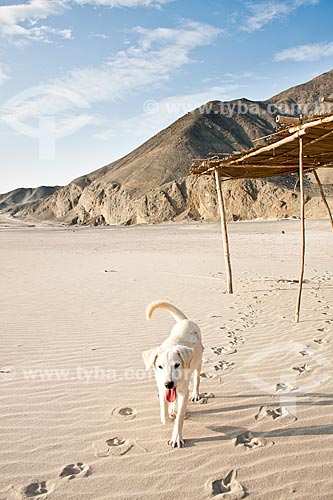  Assunto: Cachorro na Praia de Besique (Balneario de Besique) / Local: Chimbote - Departamento de Ancash - Peru - América do Sul / Data: 08/05/2011 