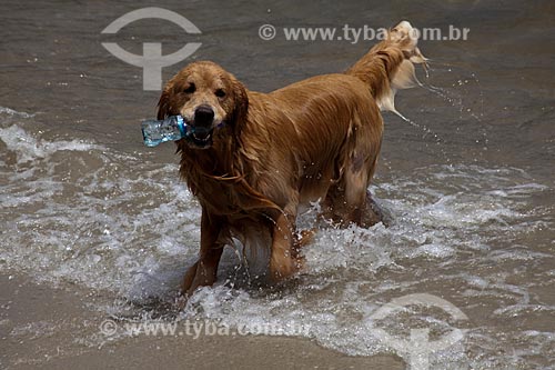  Assunto: Cachorro na Praia da Urca / Local: Urca - Rio de Janeiro (RJ) - Brasil / Data: 02/2011 