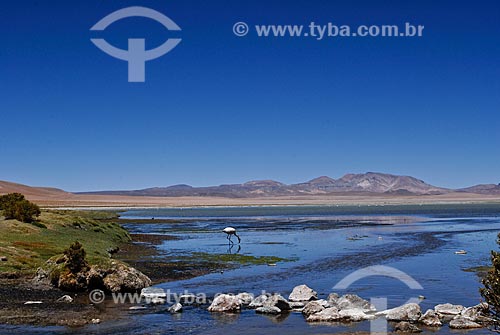  Assunto: Laguna de Tara - Reserva Nacional Los Flamencos / Local: Deserto de Atacama - Norte do Chile - América do Sul / Data: 01/2011 