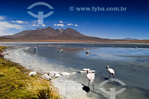  Assunto: Flamingos na Laguna Cañapas  -  Reserva Nacional de Fauna Andina Eduardo Avaroa / Local: Bolívia - América do Sul / Data: 01/2011 