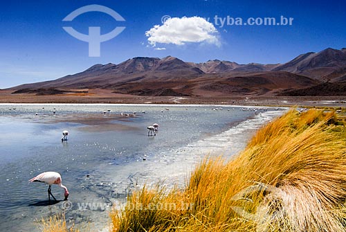  Assunto: Flamingos na Laguna Cañapas  -  Reserva Nacional de Fauna Andina Eduardo Avaroa / Local: Bolívia - América do Sul / Data: 01/2011 