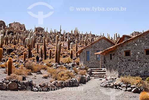  Assunto: Isla Incahuasi no meio do Salar de Uyuni / Local: Bolívia - América do Sul / Data: 01/2011 