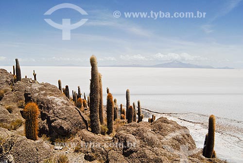  Assunto: Cactus Gigantes da Isla Incahuasi no meio do Salar de Uyunihttp: / Local: Bolívia - América do Sul / Data: 01/2011 