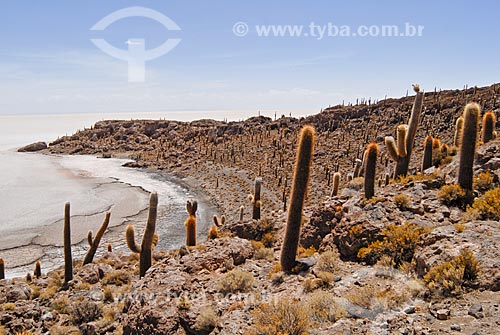  Assunto: Cactus Gigantes da Isla Incahuasi no meio do Salar de Uyunihttp: / Local: Bolívia - América do Sul / Data: 01/2011 