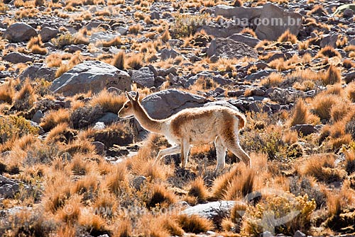  Assunto: Vicuñas - mamífero do Altiplano Andino / Local: Deserto de Atacama - Norte do Chile - América do Sul / Data: 01/2011 